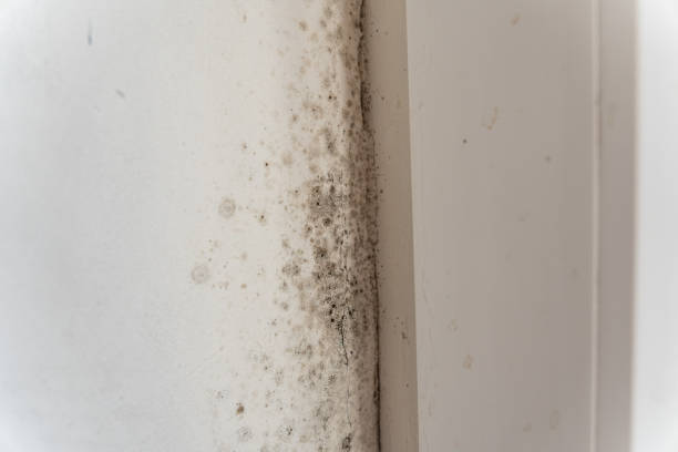 Mold Remediation for Rental Properties